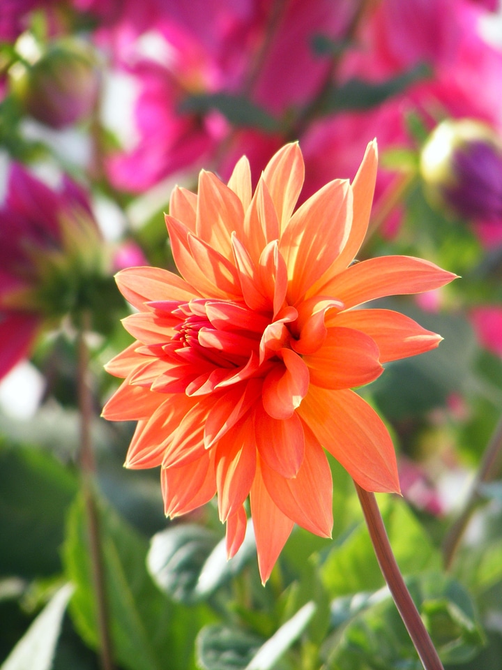 Plant natural blossom