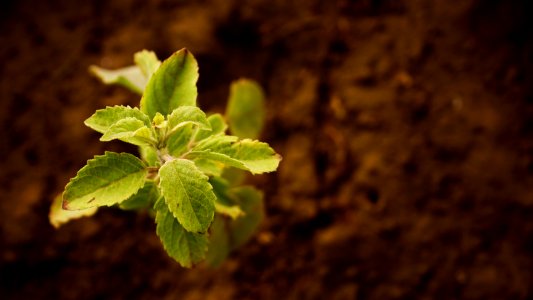 Close-up Of Fresh Green Plant photo