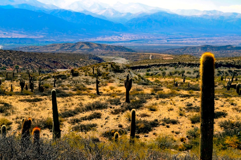 Green Cactus Plants