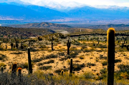 Green Cactus Plants