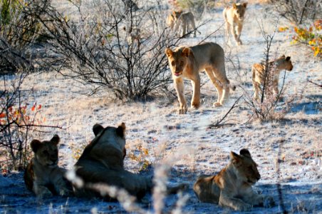 Animals Blur Carnivore