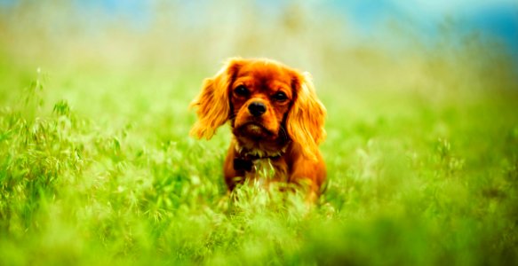 Dog On Grass photo