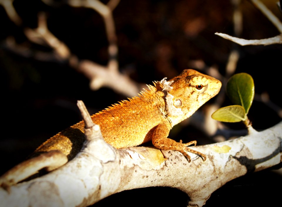 Animal Background Blur