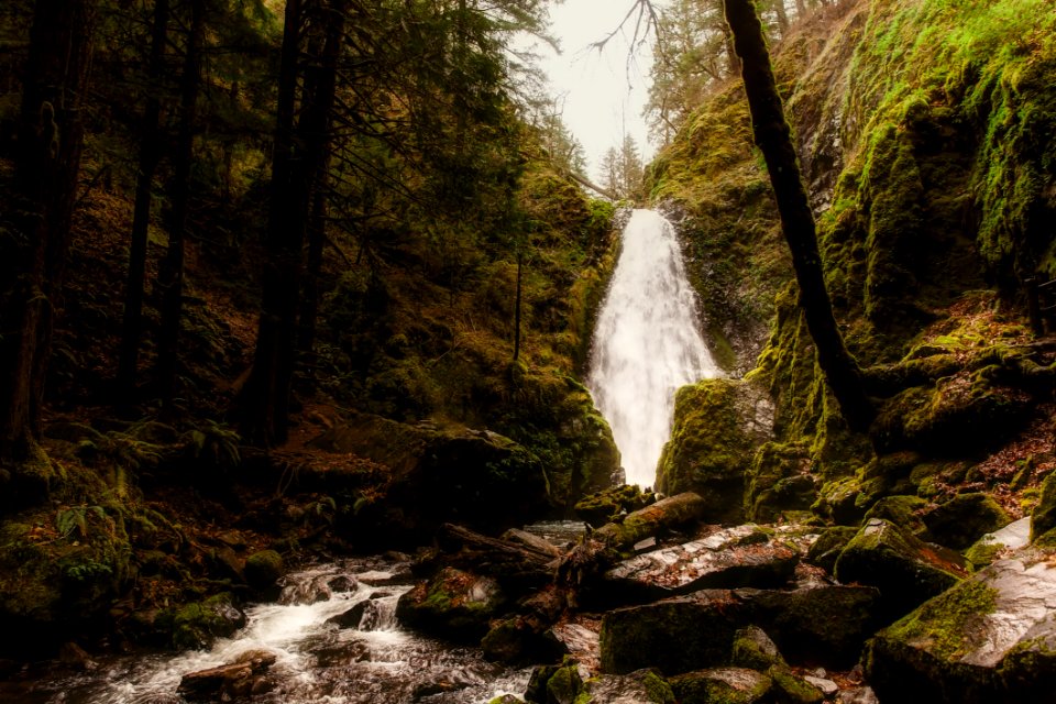 Scenic View Of Forest