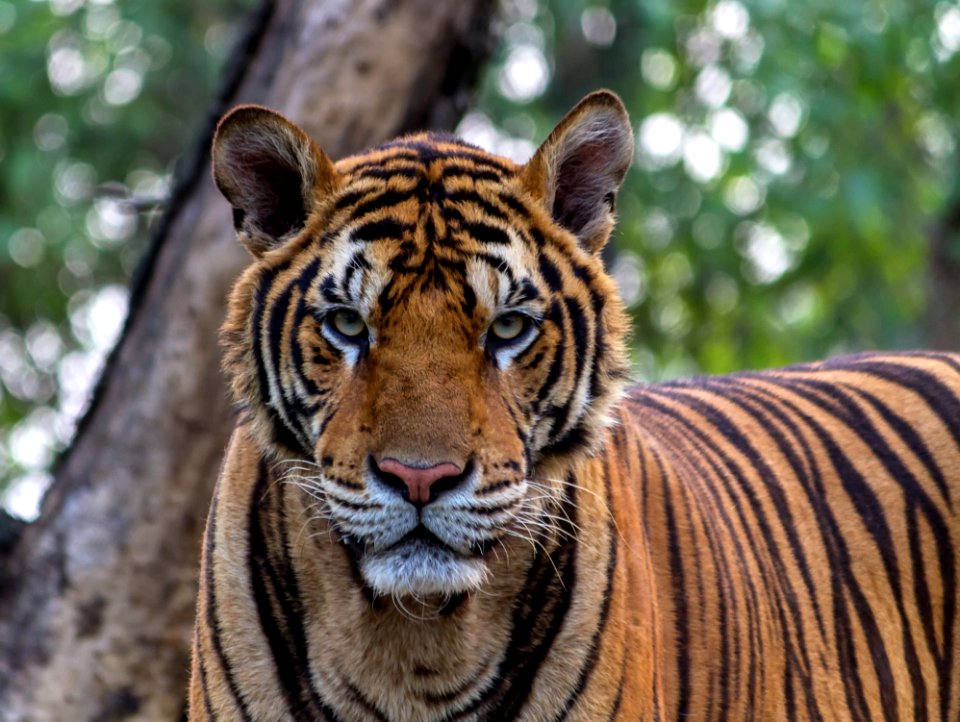 Close-up Portrait Of Tiger photo