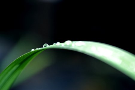 Close-up Of Water Drop On Leaf photo