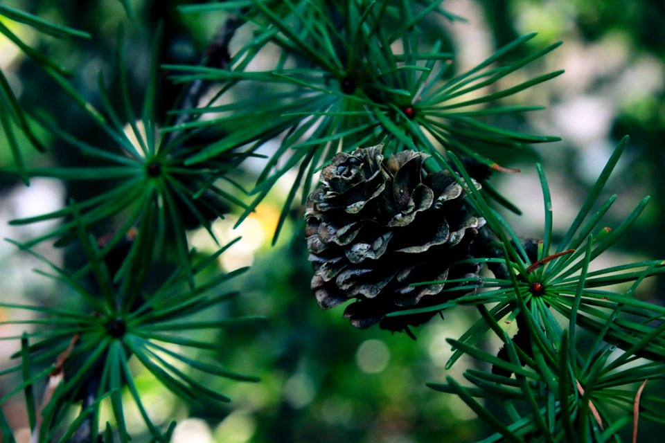 Close-up Of An Acorn