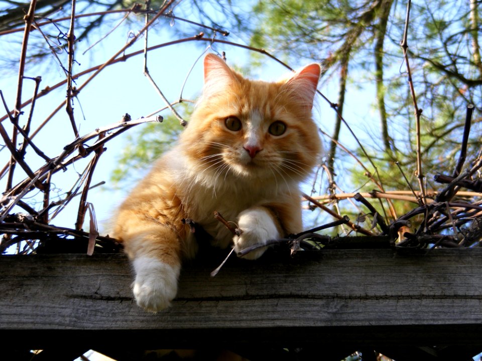 Low Angle Portrait Of Cat On Tree Against Sky