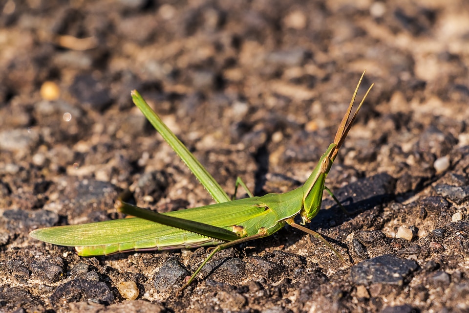 Insect animal nature