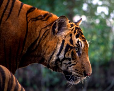 Close-up Of Tiger photo