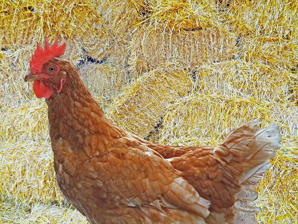 Agriculture farm free range