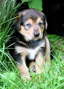 Cute sweet dog puppy