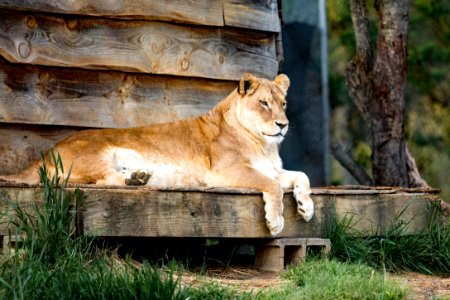 Lion On Wood photo
