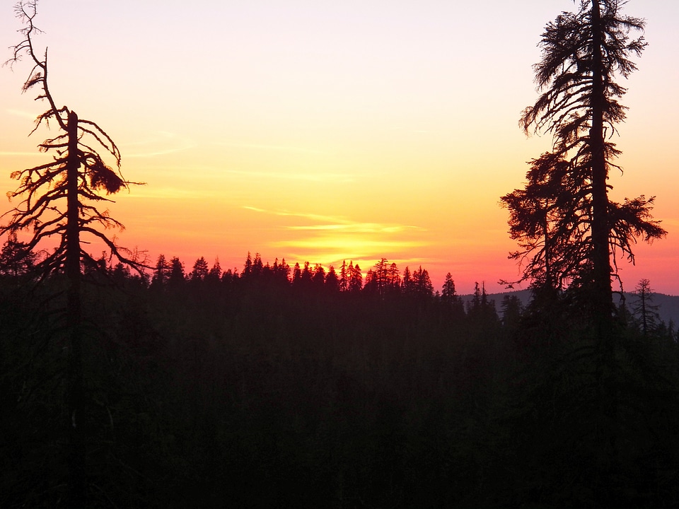 Trees landscape nature