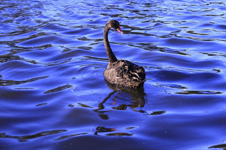 Waterbirds looking back floating