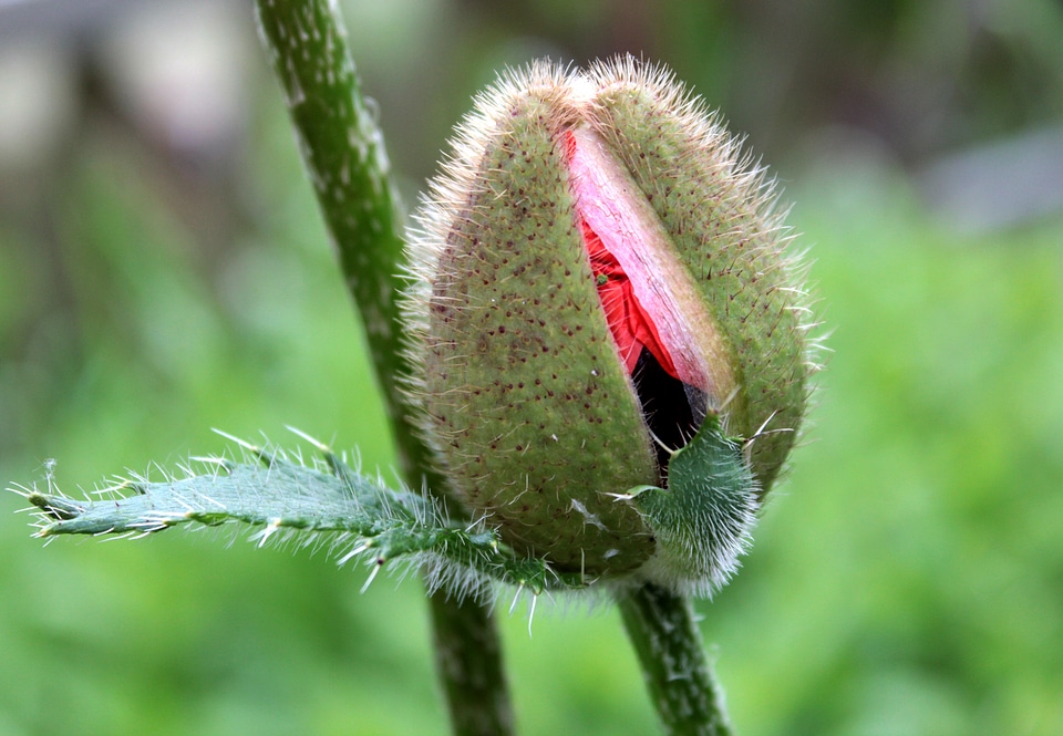 Nature capsule bursting
