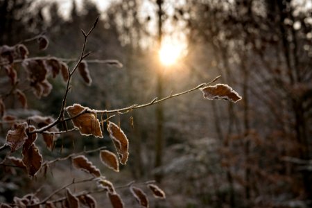 Branches Cold Dawn