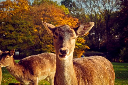 Portrait Of Deer On Field