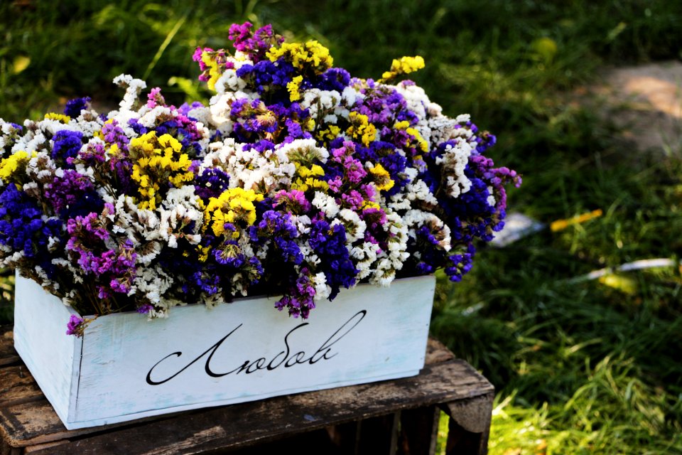 Close-up Of Purple Flowers On Plant