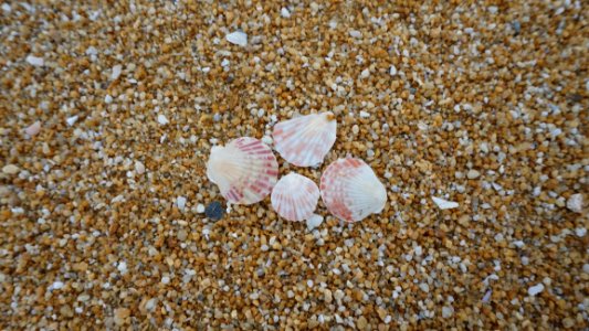 Shells On Shore photo