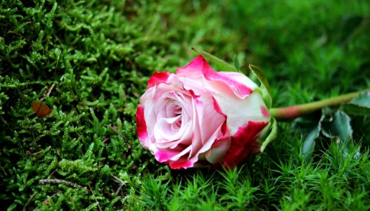 Close-up Of Pink Rose Flower