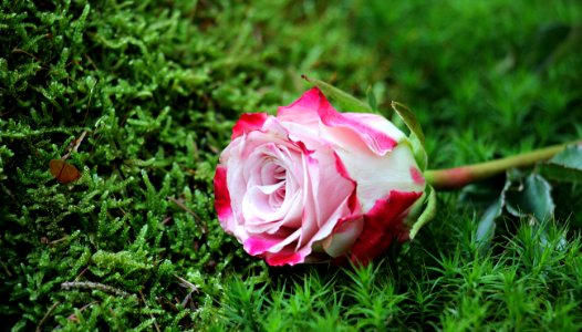 Close-up Of Pink Rose Flower photo