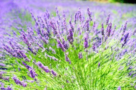 Close-up Photo Of Lavender Growing On Field photo