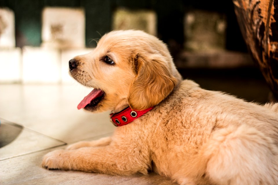 Close-up Of Dog Yawning