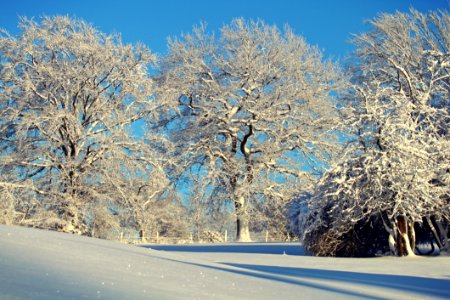 Trees Against Clear Sky During Winter photo