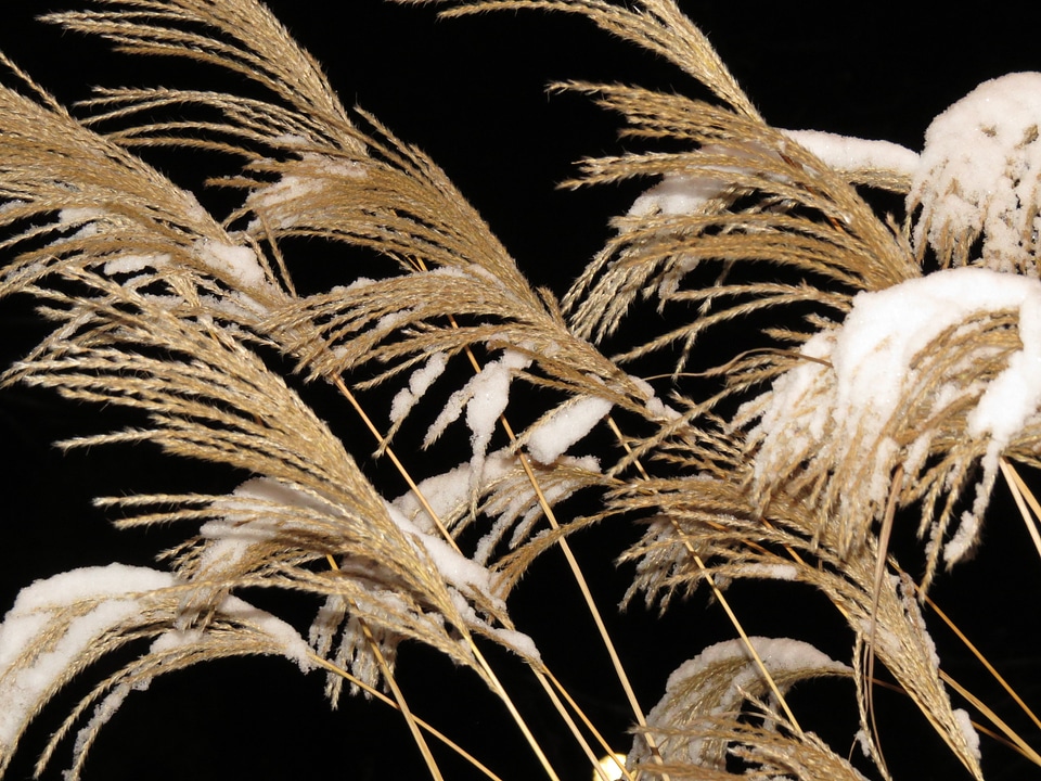 Dry miscanthus miscanthus sinensis