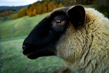 Animal Close -up