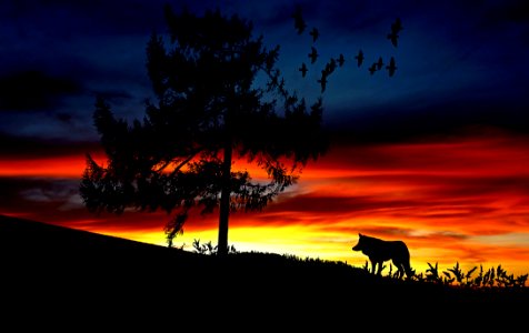 Silhouette Dog On Landscape Against Romantic Sky At Sunset photo