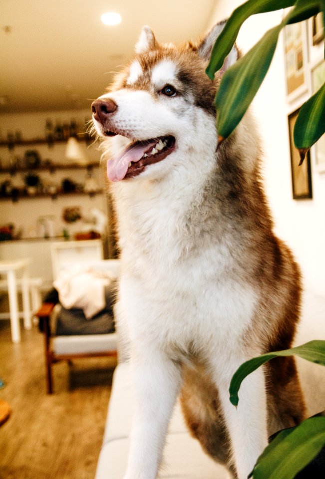 Adorable Animal Blur