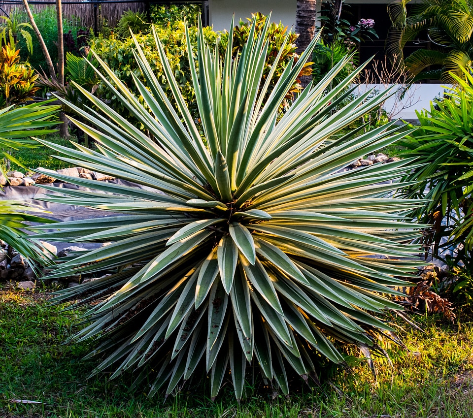 Prickly spur pointed