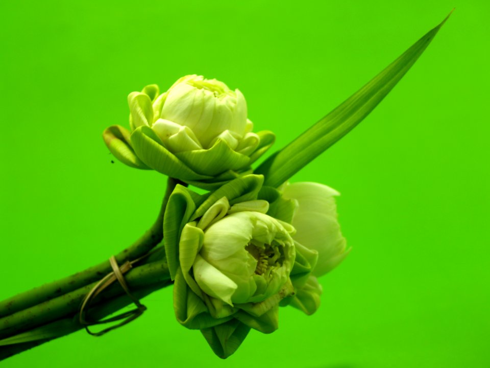 Aquatic Bloom Blooming