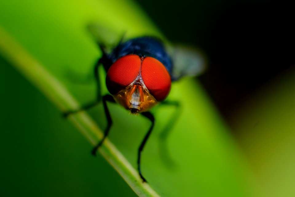 Macro Shot Of Fly On Leaf
