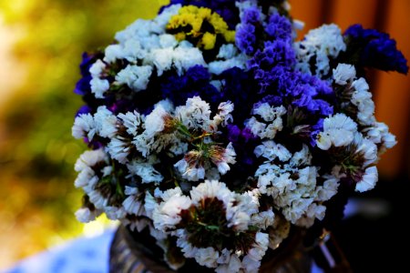 Close-up Of Purple Flowers photo