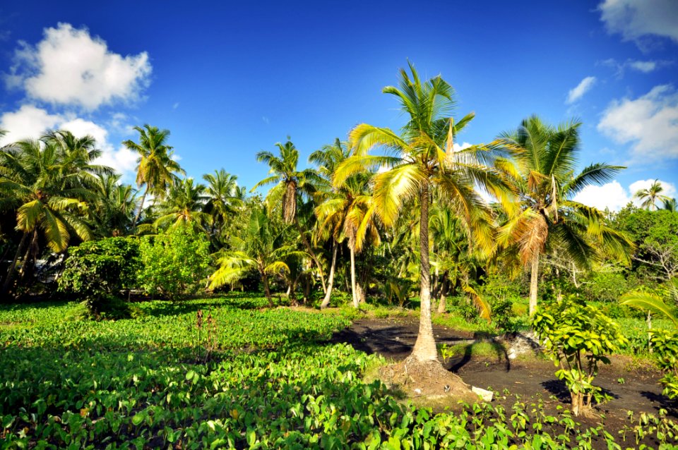 Clouds Coconuts Nature