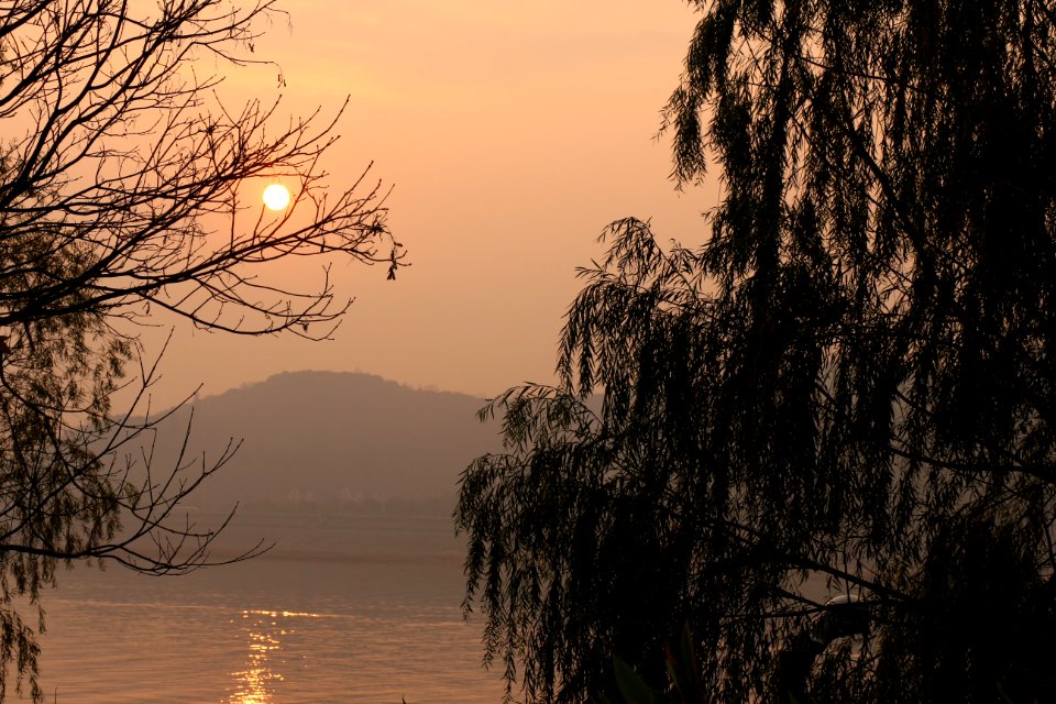 Beautiful Branches Dawn