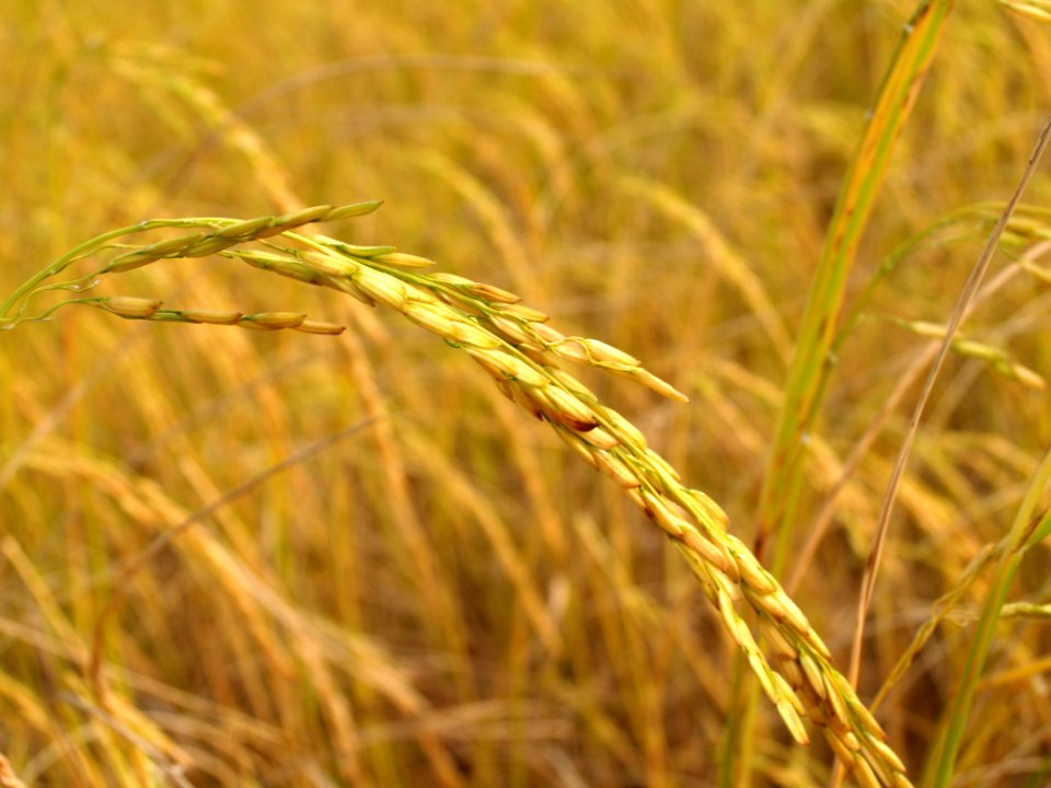 Agriculture Asia Autumn