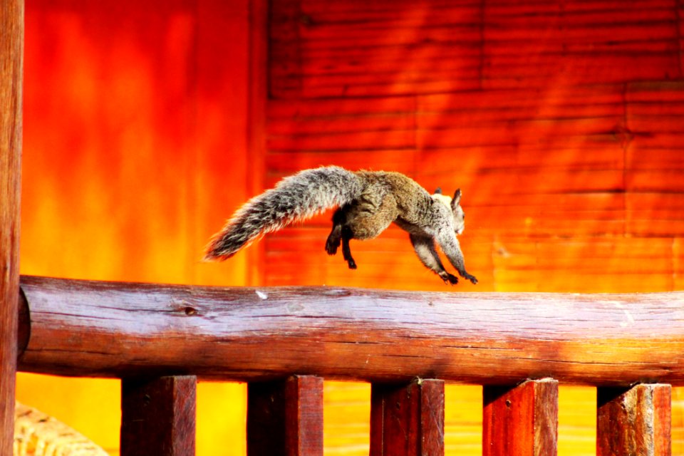 Animal Blur Close-up