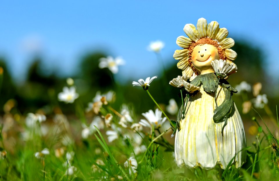 White Daisy Flower Field With Plush Toy During Daytime