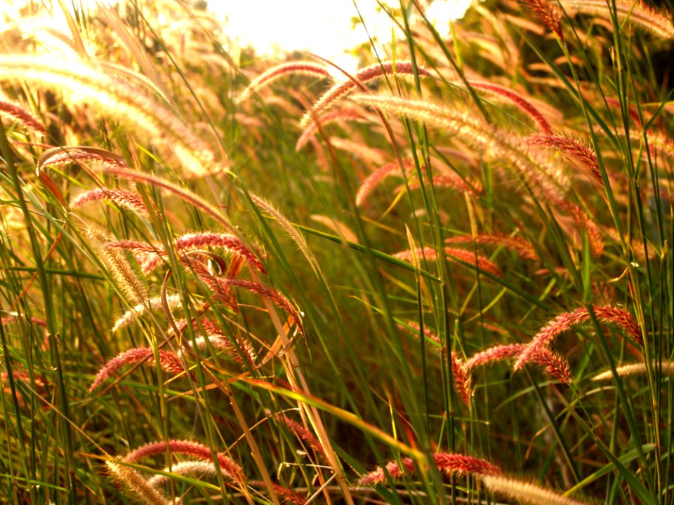 Background Beautiful Bloom