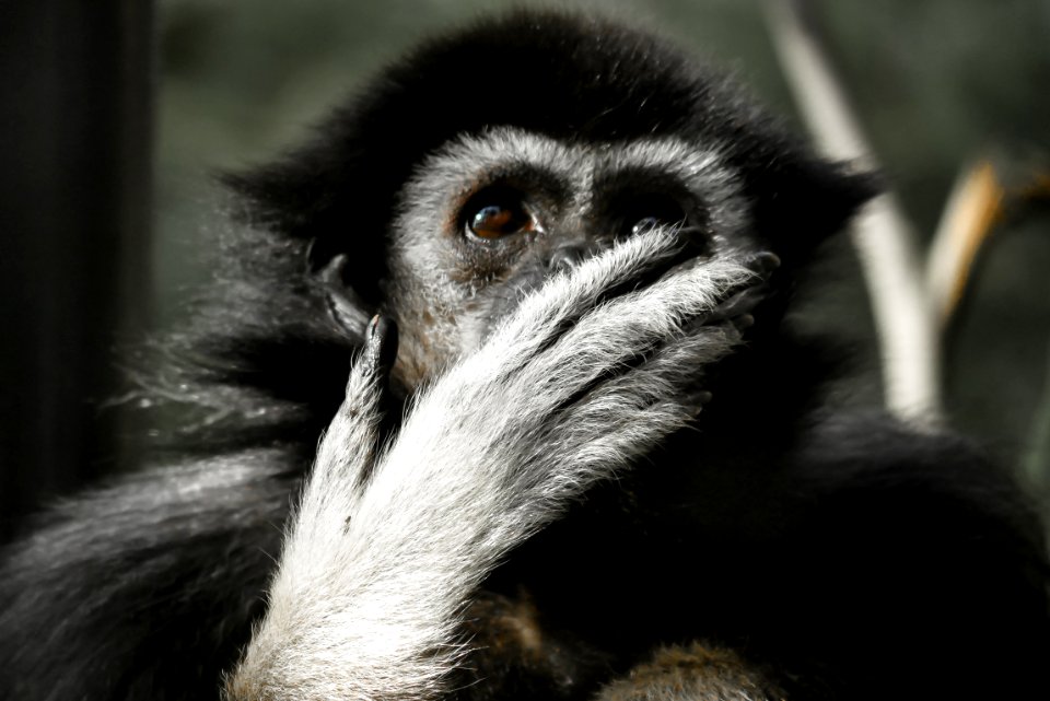 Animal Photography Close-up