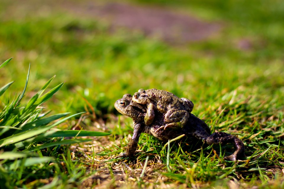 Amphibians Animals Frogs
