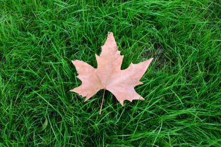 Grass Ground Lawn