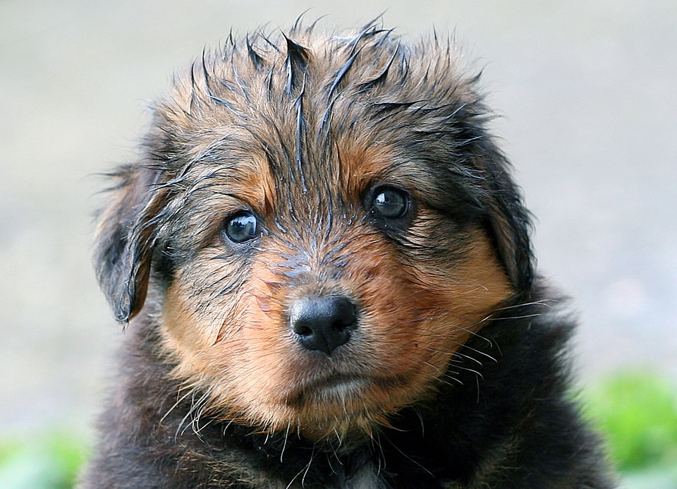 Baby sweet dog puppy