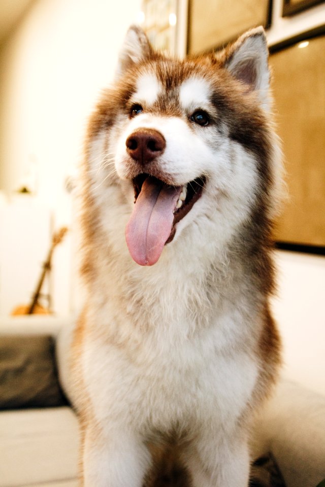 Adorable Animal Blur