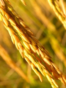 Agriculture Asia Autumn