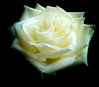 Beautiful Bloom Blooming